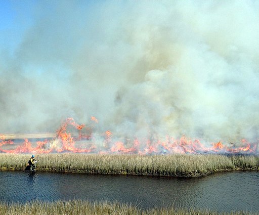 firefighter carrying out prescribed fire using a drip torch